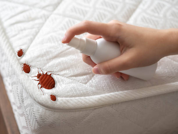 Best Flea Control Services  in Williamsburg, VA