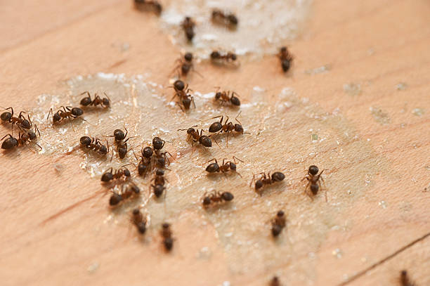 Best Exterminator Services  in Williamsburg, VA